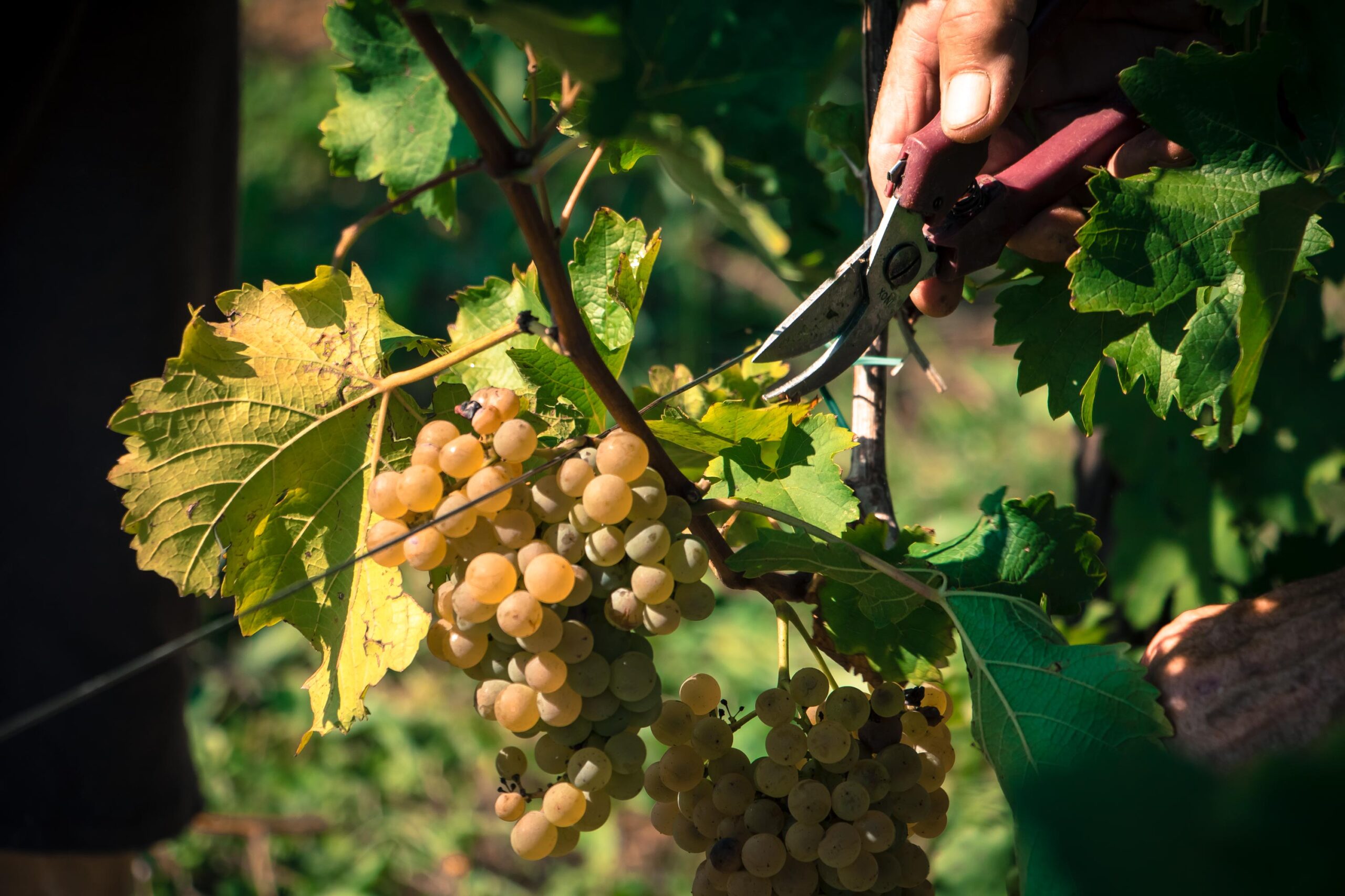 vigneti storici
